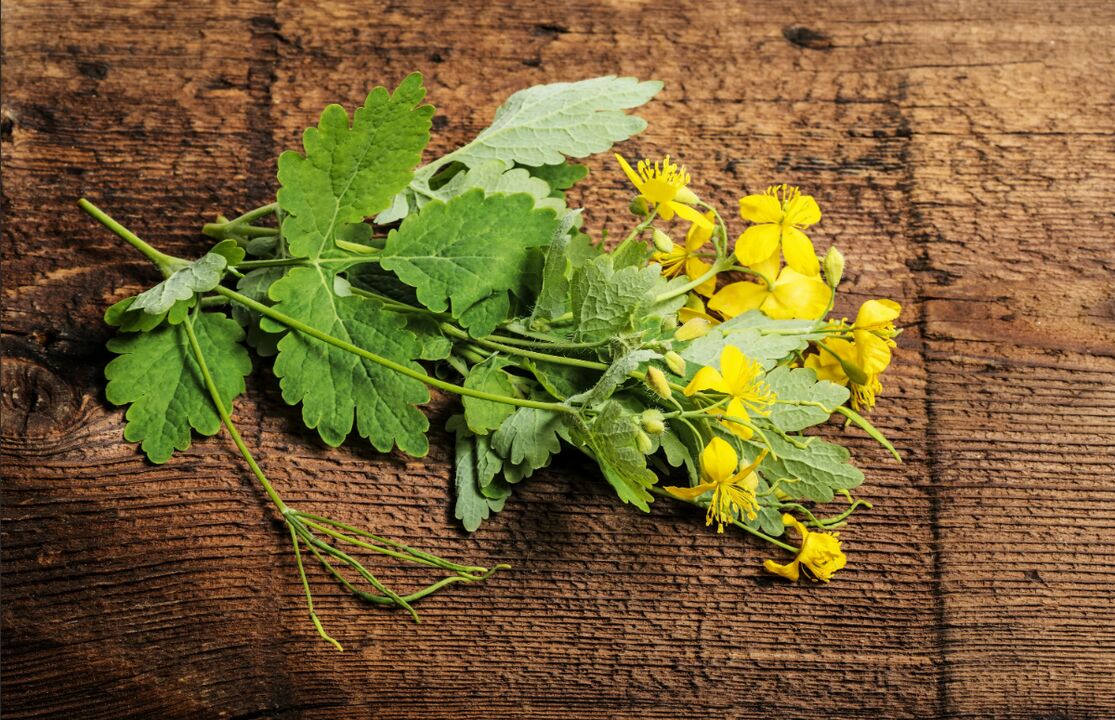 Celandine – a medicinal plant against toenail fungus